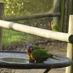 Rainbow or Coconut Lorikeets (Trichoglossus sp.)
