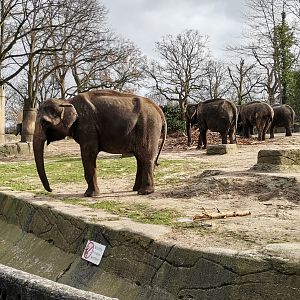 South-East Asian elephants