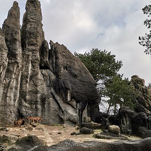 African panorama 4rd level, Barbary Sheep