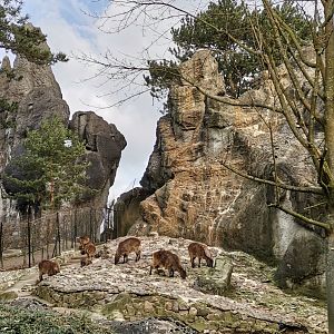 Himalayan Tahr / Red Panda
