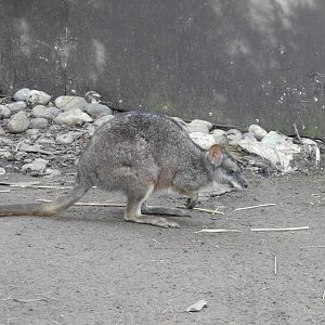 Parma Wallaby (Notamacropus parma)
