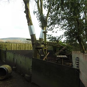 Ring-Tailed Coati (Nasua nasua) Enclosure