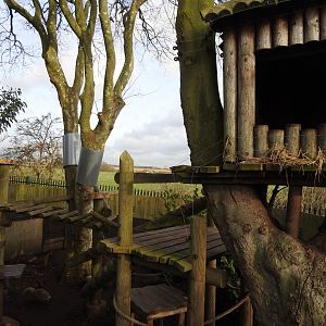 Ring-Tailed Coati (Nasua nasua) Enclosure 2