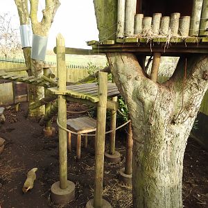 Ring-Tailed Coati (Nasua nasua) Enclosure 3