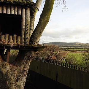 Ring-Tailed Coati (Nasua nasua) Enclosure 4