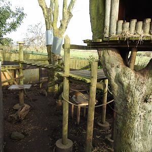 Ring-Tailed Coati (Nasua nasua) Enclosure 5