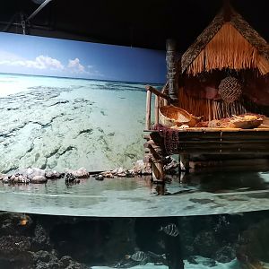 Info - Pacific exhibit, Aquarium