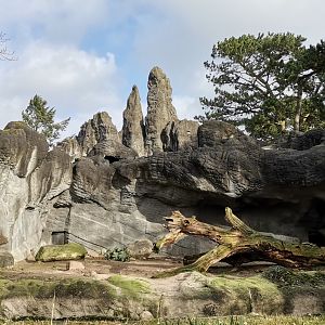 African panorama 3rd level , Lion exhibit