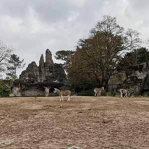 African panorama 2nd level , Chapman's Zebra/Northern Warthog