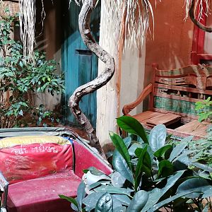 King Cobra exhibit
