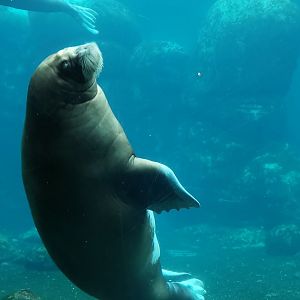 Pacific Walrus, Eismeer underwater view