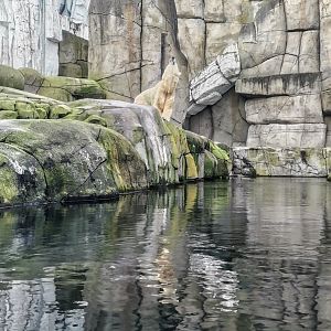 Polar Bear exhibit, Eismeer