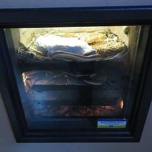 Mexican Burrowing Pythons