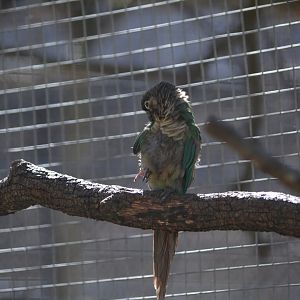 Unknown Parrot - Austin