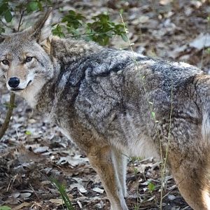Jan. 2022 - Wild Florida - Coyote