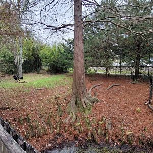 Jan. 2022 - Wild Florida - Sandhill Crane/Wild Turkey/Gopher Tortoise Exhibit (Half)