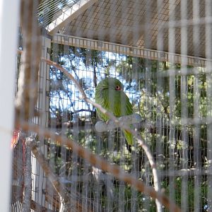 Unknown Parrot - Austin Zoo