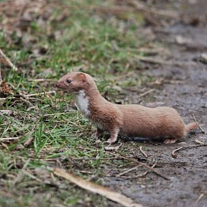Least Weasel at RSPB Old Moor, 30th January 2022