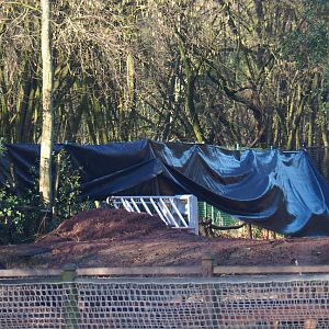 Oceania area renovation - Construction work near the cassowary exhibit, 2022-01-30