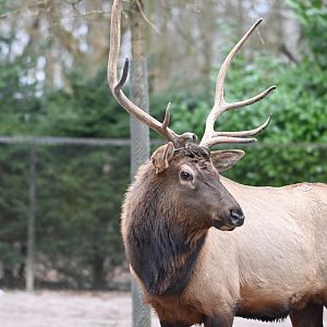Rocky Mountain Wapiti