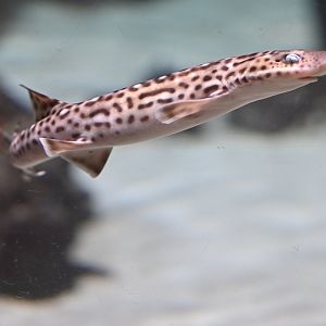 Coral catshark