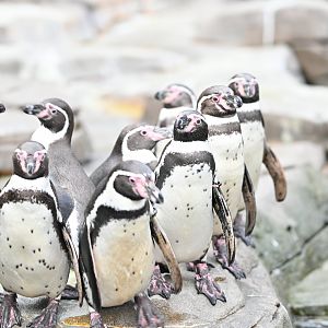 Humboldt Penguins
