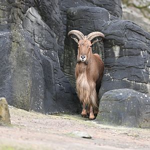 Barbary Sheep