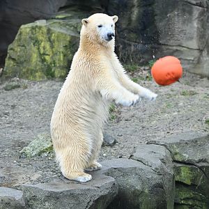 Playful Polar bear