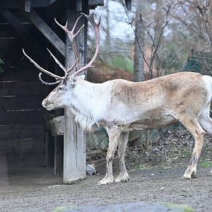 American Woodland Caribou