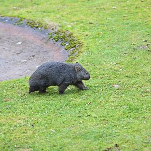 Tasmanian Wombat