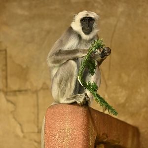 Hanuman langur