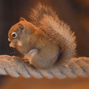 North American red squirrel