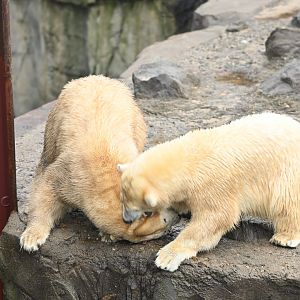 Mother and Daughter Polar bears