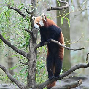 Curious Red Panda