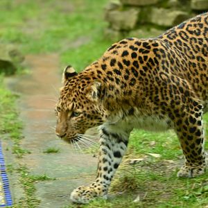 North Chinese Leopard