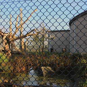 Second outdoor enclosure in Spirit of the Jaguar