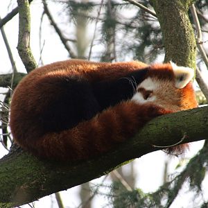 Sleeping Red Panda