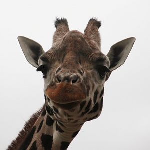 Rothschild's Giraffe