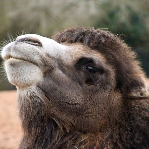 Bactrian Camel