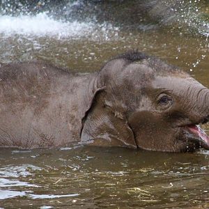 Young Asian Elephant playing in the pool