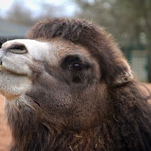 Bactrian Camel