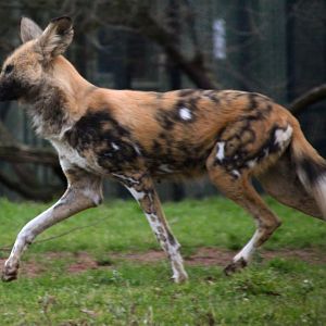 African Wild Dog