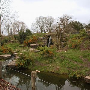 Andean Bear enclosure