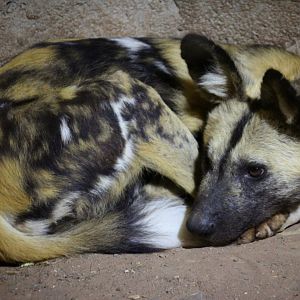 African Wild Dog