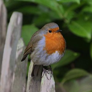 Wild Robin
