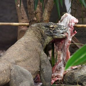 Komodo Dragon Eating