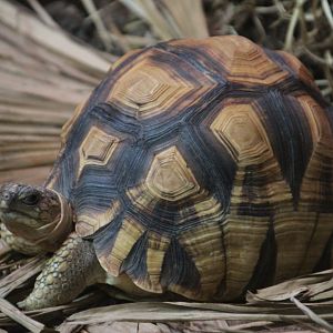 Ploughshare Tortoise