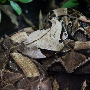 Gaboon Viper