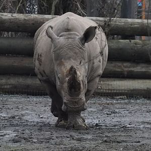 Southern White Rhinoceros (Theo) - 01/15/2022