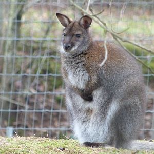 Red-Necked Wallaby - 01/15/2022